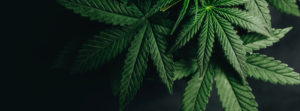 cannabis leaves with a black background